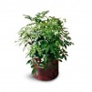 Schefflera Arboricola